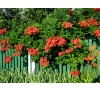 Кампсис укореняющийся Урсынов (Ursynów) С2